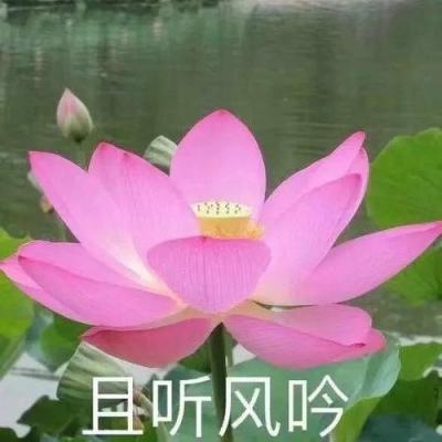 战姬武神传官方版下载